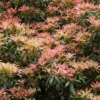 Rotsheide (Pieris Japonica)