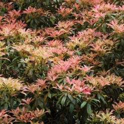 Uitgelichte producten 10 Rotsheide (Pieris Japonica)