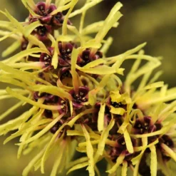 Toverhazelaar (Hamamelis Mollis) -Tuin Stek Verkoop vaem02437
