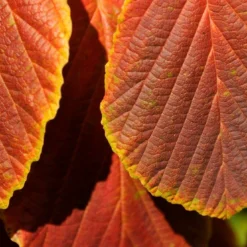 Toverhazelaar (Hamamelis Intermedia 'Diane') -Tuin Stek Verkoop vaem06951