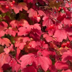 Gelderse Roos (Viburnum Opulus) -Tuin Stek Verkoop vaem08760
