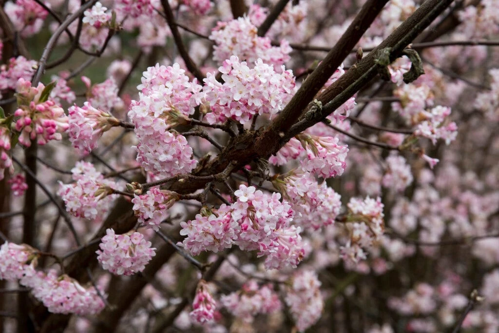 Sneeuwbal (Viburnum Bodnantense 'Dawn') 1 Sneeuwbal (Viburnum Bodnantense 'Dawn')