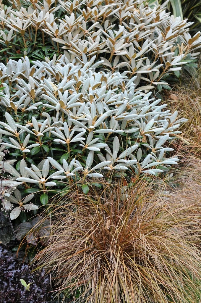 Rhododendron (Rhododendron 'Edelweiss') 1 Rhododendron (Rhododendron 'Edelweiss')