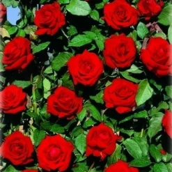 Klimroos (Rosa 'Velvet Star')