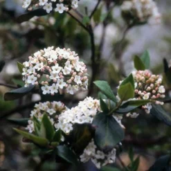 Sneeuwbal (Viburnum Burkwoodii) -Tuin Stek Verkoop viburkwo 14