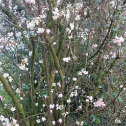 Sneeuwbal (Viburnum Bodnantense 'Charles Lamont') -Tuin Stek Verkoop viburnum bodn. charles lamont 1