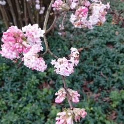 Sneeuwbal (Viburnum Bodnantense 'Dawn') 11 Sneeuwbal (Viburnum Bodnantense 'Dawn') -Tuin Stek Verkoop viburnum bodn. charles lamont 2