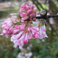Sneeuwbal (Viburnum Bodnantense 'Charles Lamont') -Tuin Stek Verkoop viburnum bodn. charles lamont 3