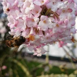 Sneeuwbal (Viburnum Bodnantense 'Charles Lamont') -Tuin Stek Verkoop viburnum bodn. charles lamont 5