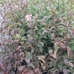 Sneeuwbal (Viburnum Bodnantense 'Dawn') 12 Sneeuwbal (Viburnum Bodnantense 'Dawn') -Tuin Stek Verkoop viburnum bodnantense dawn 5