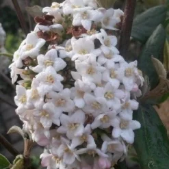 Sneeuwbal (Viburnum Burkwoodii) -Tuin Stek Verkoop viburnum burkwoodii2