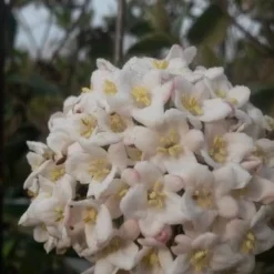 Sneeuwbal (Viburnum Burkwoodii) -Tuin Stek Verkoop viburnum burkwoodii3