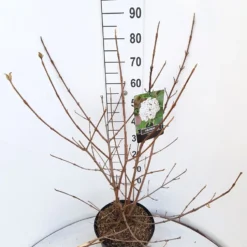 Sneeuwbal (Viburnum Carlcephalum) -Tuin Stek Verkoop viburnum carlecephalum c10 v01
