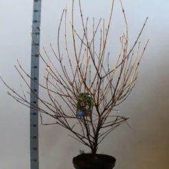 Sneeuwbal (Viburnum Carlesii 'Aurora') -Tuin Stek Verkoop viburnum carlesi aurora 80 100 cm co. 10l kopie