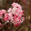 Sneeuwbal (Viburnum Bodnantense 'Charles Lamont')