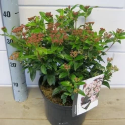 Groenblijvende Sneeuwbal (Viburnum Tinus 'Eve Price') -Tuin Stek Verkoop viburnum eve price c5 6 11 2018 2