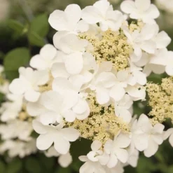 Japanse Sneeuwbal (Viburnum Plicatum 'Kilimandjaro Sunrise') -Tuin Stek Verkoop viburnum kil. sunrise 2 1