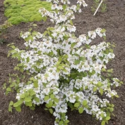Japanse Sneeuwbal (Viburnum Plicatum 'Kilimandjaro Sunrise') -Tuin Stek Verkoop viburnum kil. sunrise 4 1