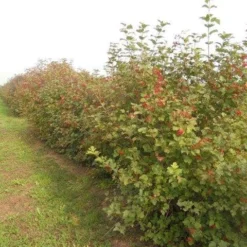 Gelderse Roos (Viburnum Opulus) -Tuin Stek Verkoop viburnum opulus