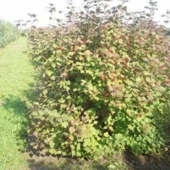 Gelderse Roos (Viburnum Opulus) -Tuin Stek Verkoop viburnum opulus 150 200 1
