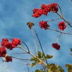 Gelderse Roos (Viburnum Opulus) -Tuin Stek Verkoop viburnum opulus 1
