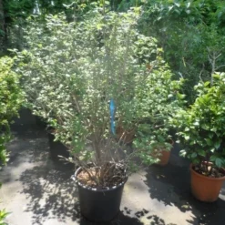 Sneeuwbal (Viburnum Opulus 'Roseum') -Tuin Stek Verkoop viburnum opulus roseum 150 175 200