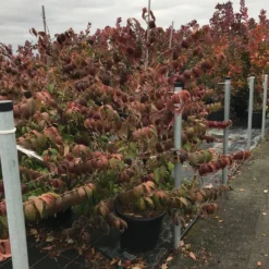 Japanse Sneeuwbal (Viburnum Plicatum 'Kilimandjaro Sunrise') -Tuin Stek Verkoop viburnum plic. kilimandjaro