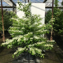 Japanse Sneeuwbal (Viburnum Plicatum 'Kilimandjaro Sunrise') -Tuin Stek Verkoop viburnum plic. kilimandjaro 150 175 c50