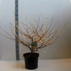 Sneeuwbal (Viburnum Plicatum 'Mariesii') -Tuin Stek Verkoop viburnum plic mariessii 80 10 cm co. 10l kopie