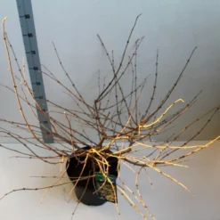 Sneeuwbal (Viburnum Plicatum 'Mariesii') -Tuin Stek Verkoop viburnum plic mariessii 80 10 cm co. 10lv kopie