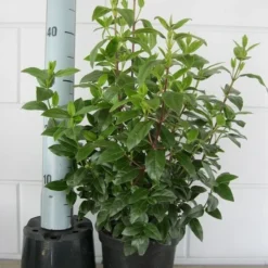 Sneeuwbal (Viburnum Tinus 'Lisa Rose') -Tuin Stek Verkoop viburnum tinus 40 50 c3 april 2 3 1