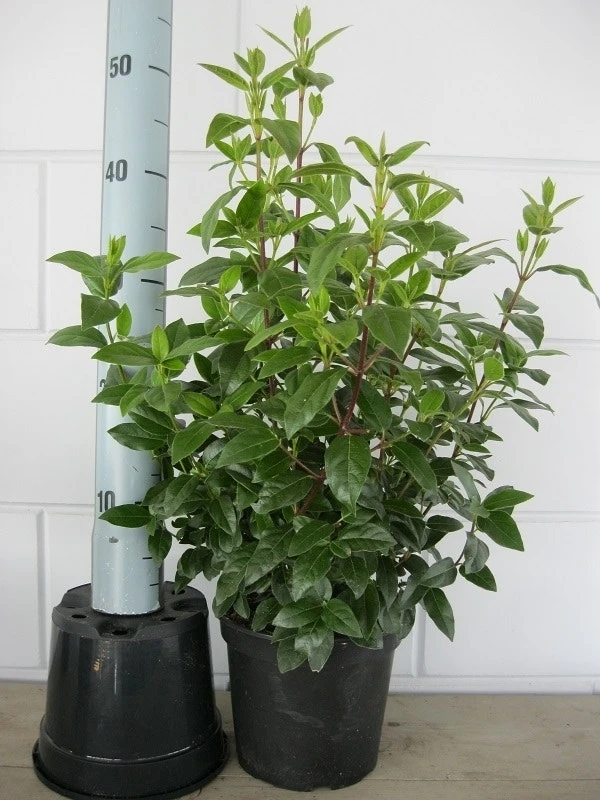 Sneeuwbal (Viburnum Tinus 'Lisa Rose') 4 Sneeuwbal (Viburnum Tinus 'Lisa Rose') - Afbeelding 4