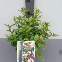 Groenblijvende Sneeuwbal (Viburnum Tinus 'Eve Price') -Tuin Stek Verkoop viburnum tinus eve price