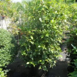 Groenblijvende Sneeuwbal (Viburnum Tinus 'Eve Price') -Tuin Stek Verkoop viburnum tinus eve price 125 150 c50
