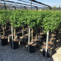 Sneeuwbal Op Stam (Viburnum Tinus 'Eve Price') -Tuin Stek Verkoop viburnum tinus eve price 50cm stem