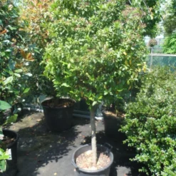 Sneeuwbal Op Stam (Viburnum Tinus 'Eve Price') -Tuin Stek Verkoop viburnum tinus eve price 70 80stam c50 extra