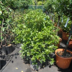 Groenblijvende Sneeuwbal (Viburnum Tinus 'Eve Price') -Tuin Stek Verkoop viburnum tinus eve price 80 100 c20