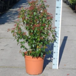 Groenblijvende Sneeuwbal (Viburnum Tinus 'Eve Price') -Tuin Stek Verkoop viburnum tinus eve price 80 100 c20