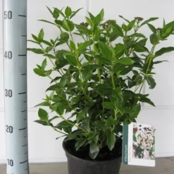 Groenblijvende Sneeuwbal (Viburnum Tinus 'Eve Price') -Tuin Stek Verkoop viburnum tinus eve price c3 september 2