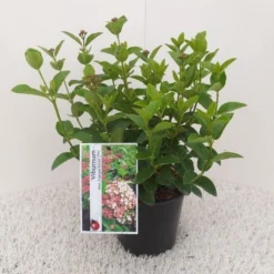 Sneeuwbal (Viburnum Tinus 'Lisa Rose') -Tuin Stek Verkoop viburnum tinus lisarose 1