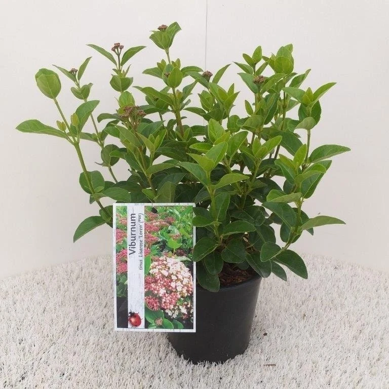 Sneeuwbal (Viburnum Tinus 'Lisa Rose') 5 Sneeuwbal (Viburnum Tinus 'Lisa Rose') - Afbeelding 5