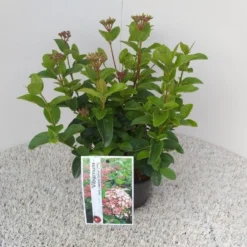 Sneeuwbal (Viburnum Tinus 'Lisa Rose') -Tuin Stek Verkoop viburnum tinus lisarose pbr 1
