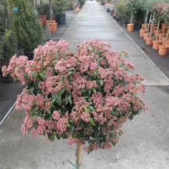 Sneeuwbal Op Stam (Viburnum Tinus 'Eve Price') -Tuin Stek Verkoop viburnum tinus op stam 3