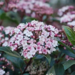 Sneeuwbal (Viburnum Tinus 'Spirit') -Tuin Stek Verkoop viburnum tinus spirit 03