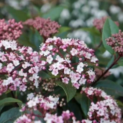 Sneeuwbal (Viburnum Tinus 'Spirit')