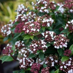 Sneeuwbal (Viburnum Tinus 'Spirit') -Tuin Stek Verkoop viburnum tinus spirit 01