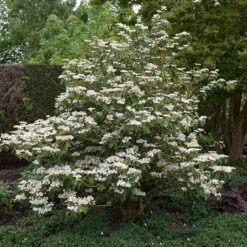 Japanse Sneeuwbal (Viburnum Plicatum 'Tomentosum')