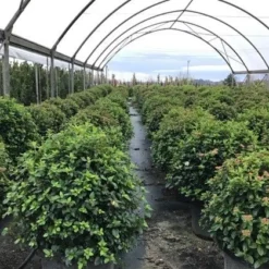 Sneeuwbal Als Bolvorm (Viburnum Tinus 'Eve Price') -Tuin Stek Verkoop viburnumtinuseveprice 1