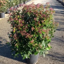 Sneeuwbal (Viburnum Tinus 'Spirit') -Tuin Stek Verkoop viburnumtinusgl03