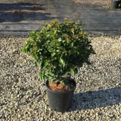 Sneeuwbal (Viburnum Tinus 'Spirit') -Tuin Stek Verkoop viburnumtinusspirit01